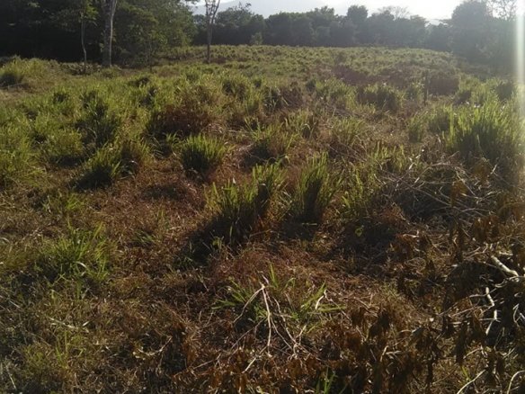 SOLD – Alajuela, Guatuso