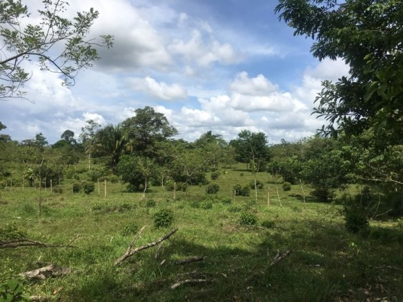 Farm, Mónico Guatuso